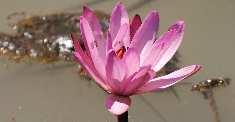 The Lotus Flower, A Metaphor for Life iFlow Yoga